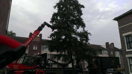 Bomen rooien Oirle